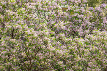 Obraz premium Arbres en fleurs au printemps en Namibie