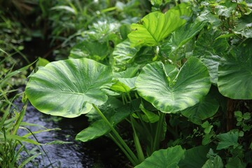 Obraz premium Taro Plant: Lush Green Leaves Resembling Elephant Ears Thriving in Tropical Wetlands