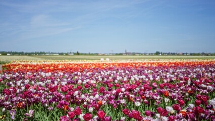 Blurred view of a vibrant tulip field in the netherlands showcasing colorful rows against a clear blue sky, creating a dreamy bokeh effect with defocused background.