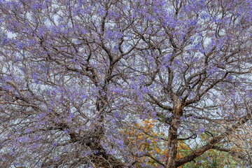 Jacaranda en fleurs