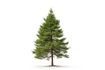 Obraz premium Pitch pine tree plant fir white background.