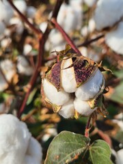 Close-up of cotton flower