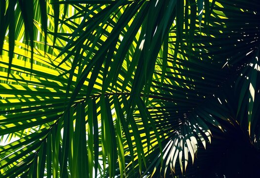 Dense tropical palm leaves, vibrant green, sunlight dappled shadows,   leaves background,  pattern