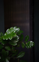 A vibrant green plant with glossy leaves is captured against a dark, softly blurred background, highlighting its rich texture and color.