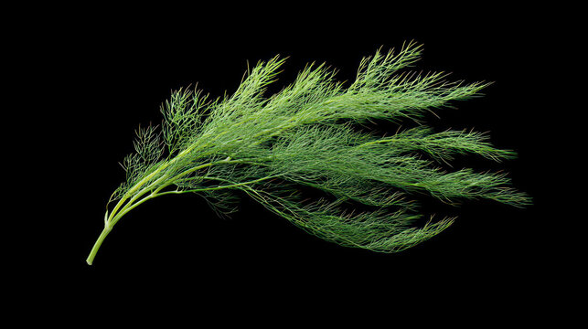 Fresh dill sprig isolated