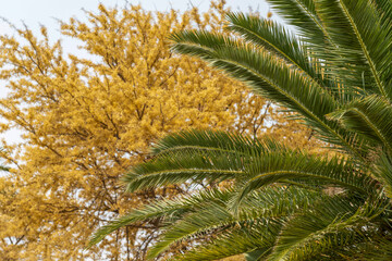 Fototapeta premium Arbres en fleurs au printemps en Namibie