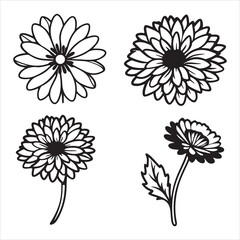 A Vibrant Medicinal Calendula Flower, an Officinalis Pot Marigold Herb with Long bloom, Prized as an Edible Flower for Herbal Remedies and Sunshine Color