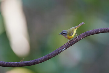 Yellow-bellied Warbler  (Abroscopus superciliaris)  bird perching on the branch. Bird watching in natural habitats in the forest.