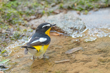 Yellow-rumped Flycatcher  (Ficedula zanthopygia ) bird in pond. Bird watching in natural habitats in the forest.