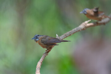 Grey-throated Babbler  (Stachyris nigriceps ) bird perching on the branch. Bird watching in natural habitats in the forest.