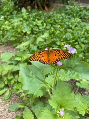 butterfly on a leaf