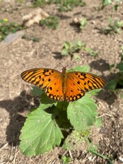 butterfly on flower