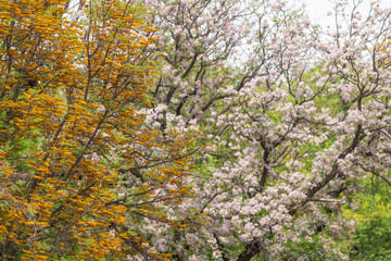 Arbres en fleurs au printemps en Namibie