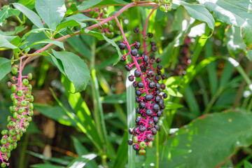 Obraz premium 紫色に熟したヨウシュヤマゴボウの実と緑の葉