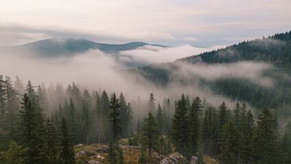Misty Atmospheric Forest Landscape Scenery of Pine Tree Mountain Range