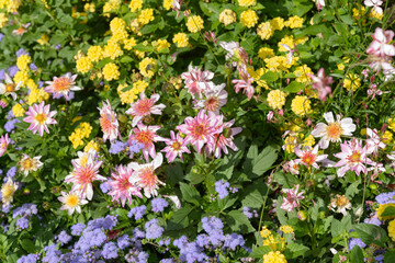 Fototapeta premium miniature pink dahlias, yellow lantana, and bluemink (Ageratum houstonianum) in an early fall garden