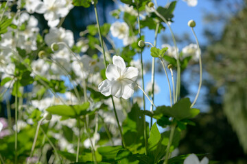 Fototapeta premium view of Anemone × hybrida or Japanese Anemones in bloom