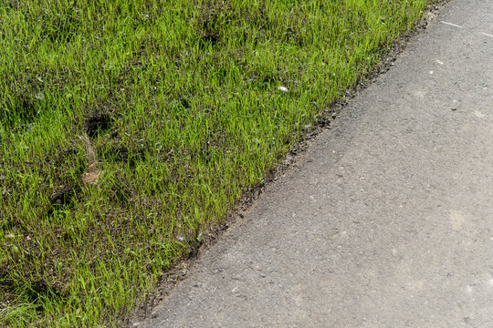 patchy or thin growth grass from seed and asphalt path - diagonal view