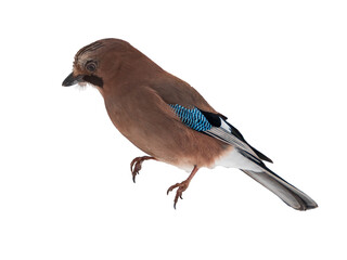 Eurasian jay bird or Garrulus glandarius isolated on white background. Eurasian jay has pinkish brown plumage with bright blue feathers on wings.