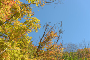 autumn leaves and dead tree branches on a blue sky
