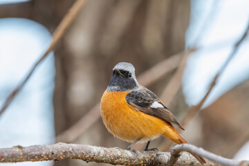 枝にとまる冬のジョウビタキのオス