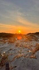 beach flowers in sunset