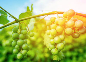 Grapes Ripening in Sun in Lush Vineyard During Late Summer. Clusters of green grapes grow on vine, bathed in warm sunlight. Vineyard is vibrant in clear sky. Green berries grapes on vine. Vineyard.