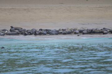 Group of grey seals resting on a sandy beach near rocky cliffs with one seal swimming in turquoise ocean water, peaceful wildlife scene in natural coastal habitat