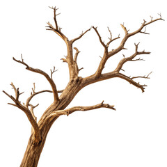 Bare tree with no leaves isolated on transparent background in the winter season