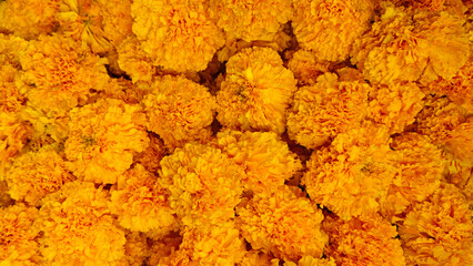 Vibrant full frame background of fresh, bright orange and yellow marigold flowers in bloom. Rich natural texture, perfect for floral themes, celebrations, and garden concepts.