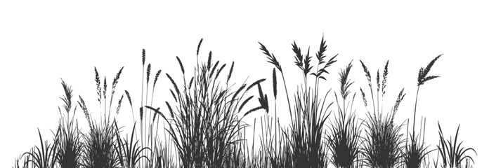 Black silhouettes of cattails and reeds on a white background with wild riverbank swamp grass.