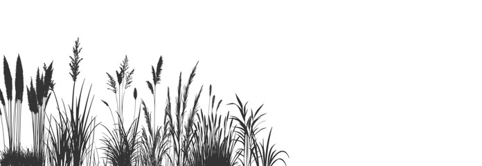 Black coastal reeds and cattails silhouettes on white background with swamp grass vegetation.