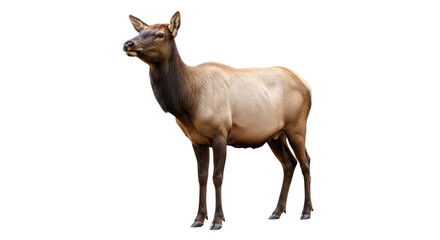 Fototapeta premium Isolated female elk stands, brown fur, wildlife, wilderness, nature, autumn, animal outdoors
