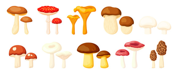 Set of edible and poisonous mushrooms in cartoon style. Vector illustration: porcini mushrooms, fly agarics, chanterelles, russula, champignons, boletus, ceps, morels isolated on white background.