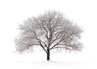 Solitary winter tree silhouette beauty