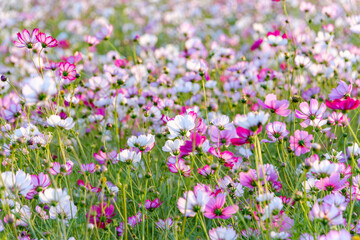秋の野原に広がるピンクと白のコスモス畑