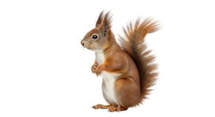 Isolated red squirrel standing up, holding its paws, furry tail, wild animal rodent