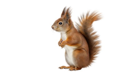 Isolated red squirrel standing up, holding its paws, furry tail, wild animal rodent