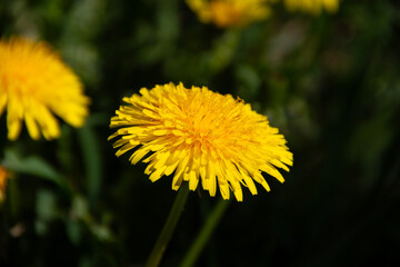 Botany. Yellow dandelion head (Latin Taraxacum).