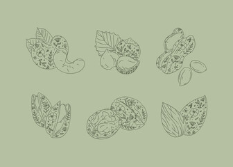 Nuts set almond, cashew, hazelnut, peanut, pistachio, walnut drawing in graphic floral style on green background