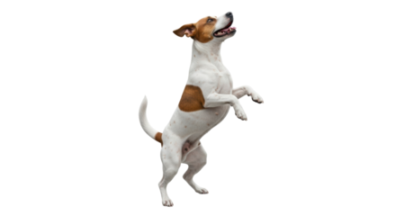 Isolated Jack Russell Terrier performing, adorable dog, standing on hind legs, pet trick