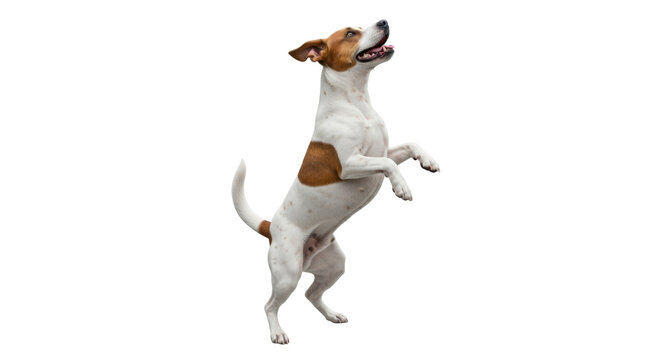 Isolated Jack Russell Terrier performing, adorable dog, standing on hind legs, pet trick - Powered by Adobe