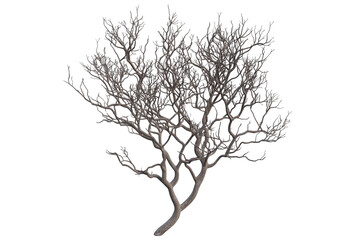 Obraz premium Bush showcasing intricate branches isolated on white background. Decorative Garden Bush Isolated PNG.