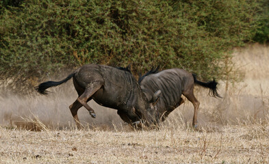 Blue wildebeest bulls engaged in dramatic territorial combat kicking up dust in African savanna, displaying natural dominance behavior and power during breeding season competition
