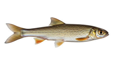Isolated Ide fish, a freshwater cyprinid found in Europe and parts of Asia on a seamless backdrop