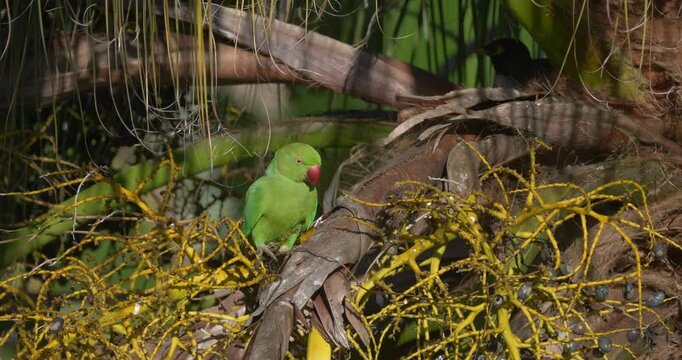 Echo parakeet endemic species of Mauritius in natural environment - unedited C4K 