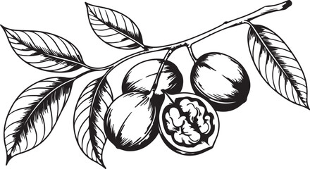 Black Walnut Branch with Leaves and Nuts Monochrome Illustration Botany Nature