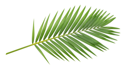Isolated Tropical leaf. Arecaceae, a single pinnate leaf on branch, green, palm-tree plant
