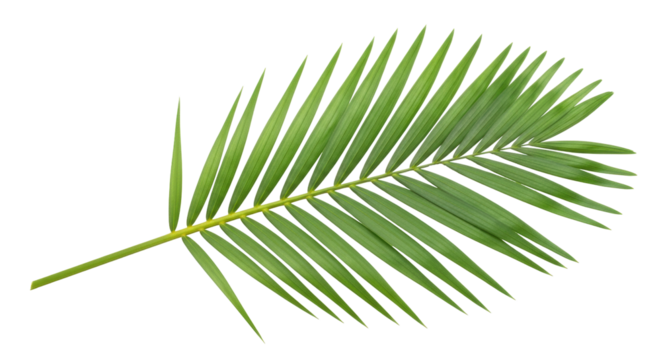 Isolated Tropical leaf. Arecaceae, a single pinnate leaf on branch, green, palm-tree plant