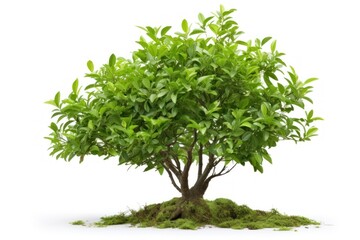 Obraz premium Plant tree bonsai leaf.